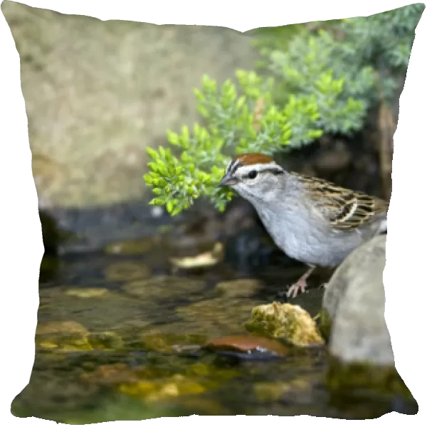 Chipping Sparrow, about to bathe in the water