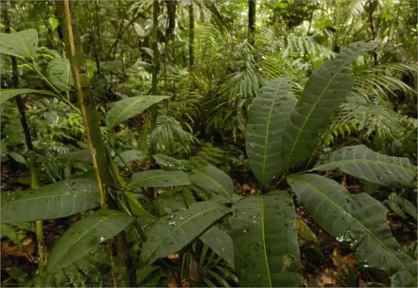 Rain Forest Understory Yasuni National Park Biosphere Reserve Amazon Rain Forest