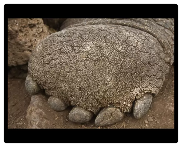 Galapagos Giant Tortoise (Geochelone elephantophus) CDRS, Charlse Darwin Research Station