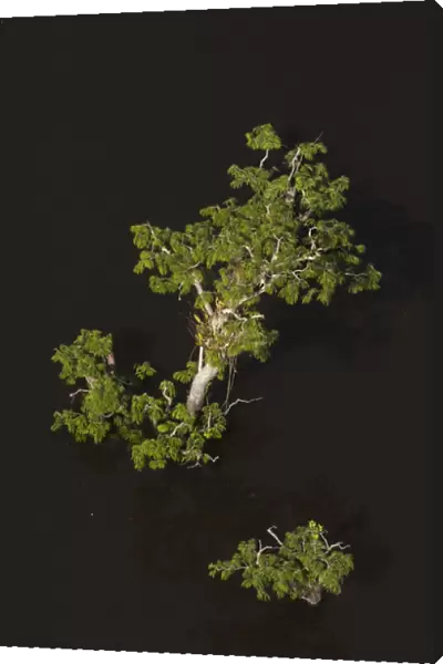 Trees growing in the lagoons of Cuyabeno Reserve. Cuyabeno contains large tracts