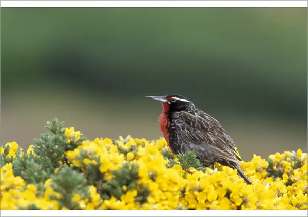 Falklands, West Point Island, Subantarctic. A long tailed Meadowlark forages for