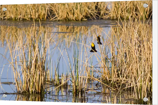 Yellowheaded Blackbirds in small pond at Ninepipe WMA in the Mission Valley of Montana