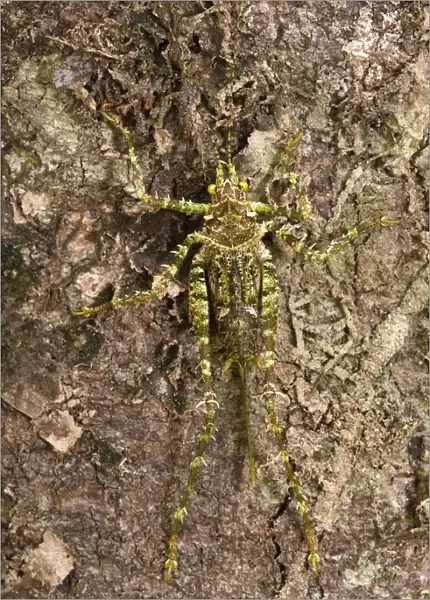 Moss-mimic Katydid (Tettigoniidae) Rewa River Rainforest GUYANA. South
