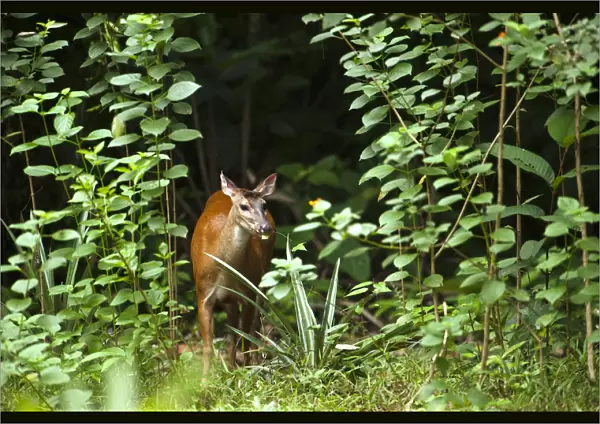 Red Brocket Deer (Mazama americana) Atta Lodge Iwokrama Forest Reserve