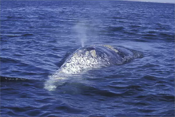 NA, Mexico, Baja, San Ignacio Bay. Gray whale back and blow hole