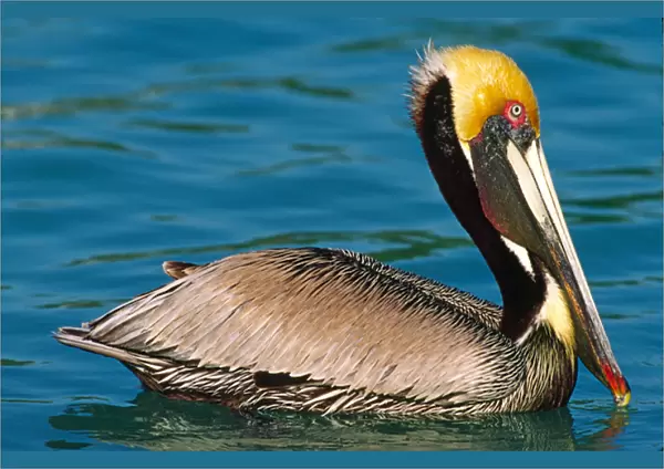 Male Brown Pelican (Pelecanus occidentalis) in breeding plumage. West coast of Mexico