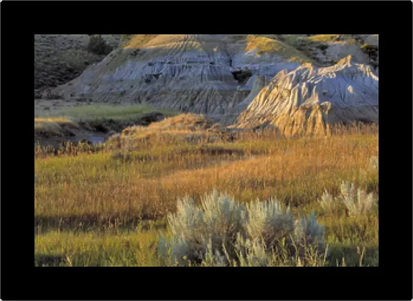 USA, North Dakota, Roosevelt NP. Sagebrush springs from the arid soil in the south