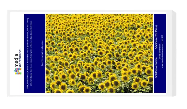 USA, North Dakota, Cass Co. An endless field of golden sunflowers, in Cass County