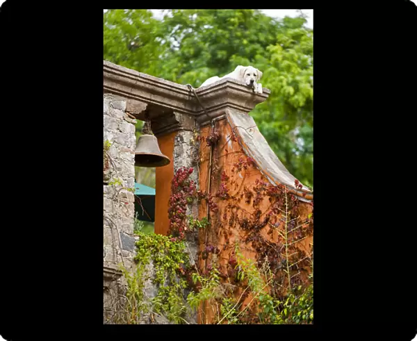 North America, Mexico, Guanajuato state, San Miguel de Allende. A pet dog on the