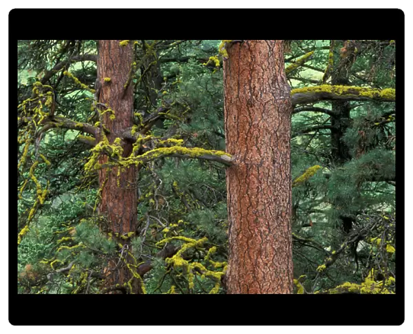 North America, USA, Oregon, Wallowa Whitman NF, Hells Canyon, Ponderosa forest