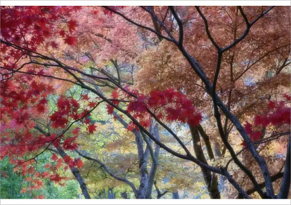 USA, Oregon, Ashland. Lithia Park maple trees in vivid autumn color with soft focus