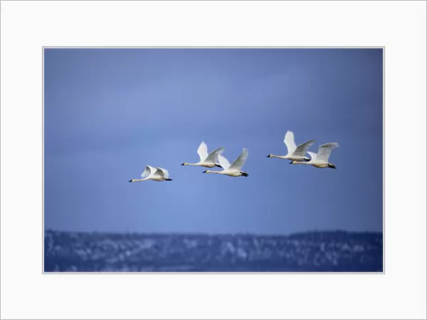 Tundra Swans in flight, Cygnus columbianus, Klamath Basin, Klamath Falls, Oregon