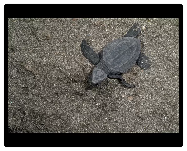 Mexico, Chiapas, Boca del Cielo Turtle Research Station, Hatchling Olive Ridley sea