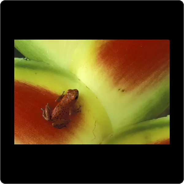 Central America, Panama Bocas del Toro Islands Strawberry poison dart frog