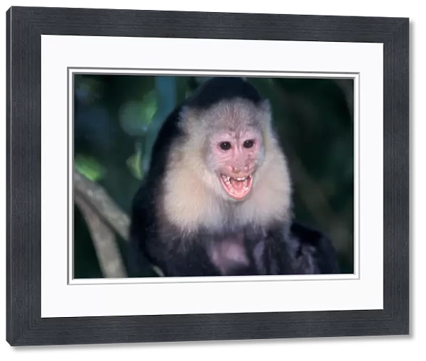 CA, Panama, Barro Colorado Island white face monkey portrait (Cebus capucinus)