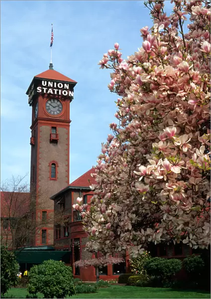 USA, Oregon, Portland, Flowering tree outside the historic Union Station