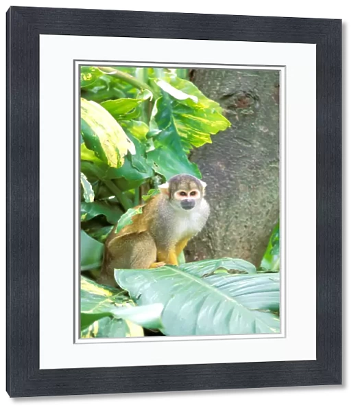 South America, Peru, Manu National Park, Rainforest. Squirrel Monkey (Saimiri sciureus)