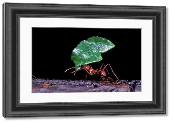 South America, Peru, Napo River National Park. Leaf cutter ant