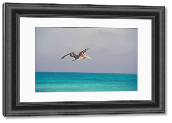 South America, Venezuela, Los Roques, Crasqui. Pelican in flight