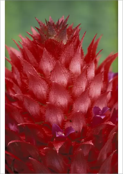 Brazil, Amazon Region. Wild Pineapple Bromeliad. (Ananas bracteatus)