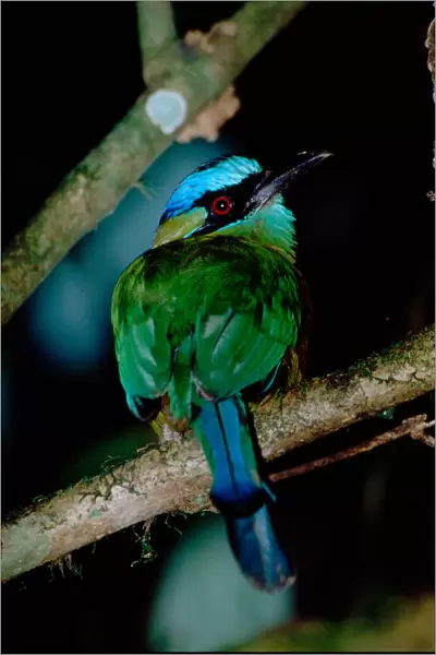Central America - Costa Rica - San Vito - Wilson Botanical Gardens - Blue-crowned