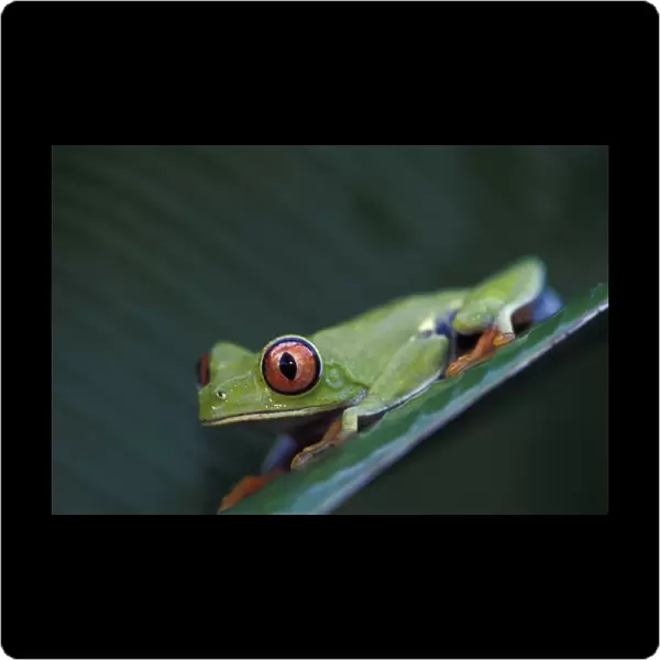 CA, Costa Rica, Tortugero Red-eyed tree frog