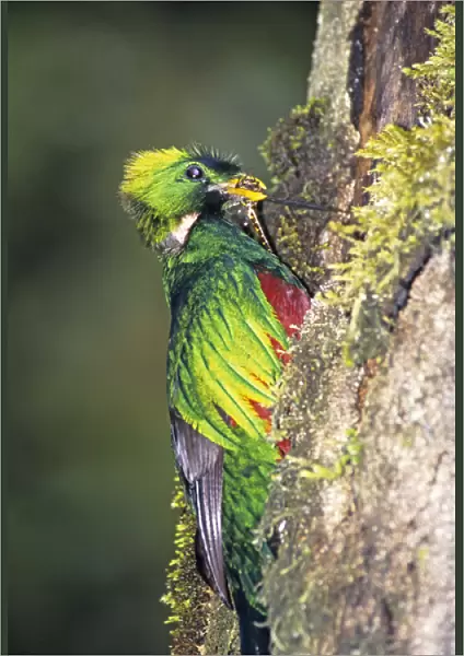 06. Resplendent Quetzal Pharomachrus mocinno