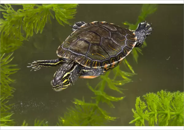 Central Pennsylvania, Midland Painted Turtle, Chrysemys picta marginata, controlled