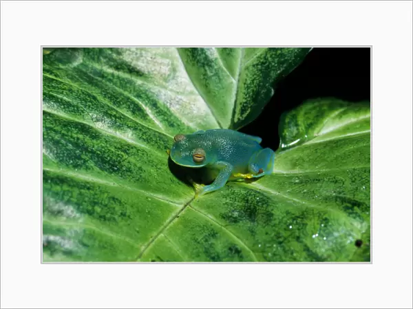 Monte Verde, Costa Rica. Granular Glass Frog (Cochranella granulosa) on a leaf