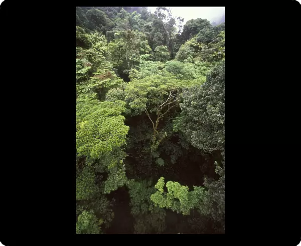 CA, Costa Rica, Monteverde Cloud forest