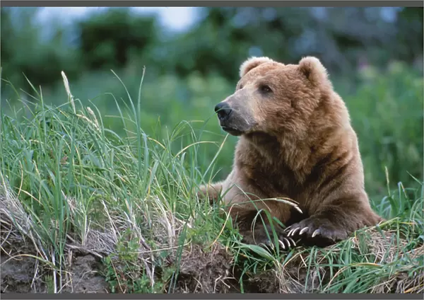 Brown Bear, Ursus arctos, Alaska, Alaska Peninsula, Katmai National Park, Male Boar