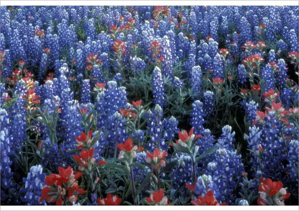 NA, USA, Texas Hill Country. Texas Paintbrush and Bluebonnets