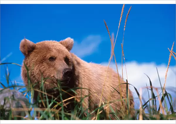 Brown Bear, Ursus arctos, Alaska Peninsula, Alaska, USA, Katmai National Park, Brown