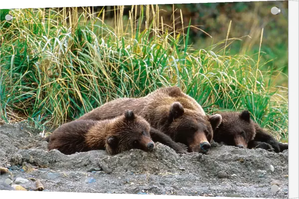 Brown Bear, Ursus arctos, Alaska Peninsula, Alaska, USA, Katmai National Park, Sow