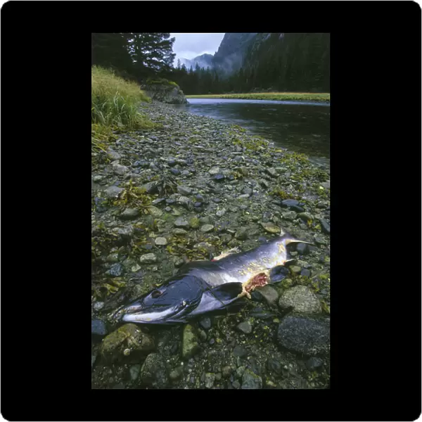 USA, Alaska, Chichagof Island. Pink Salmon carcass bitten by Brown Bear