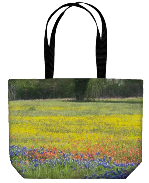 Oak Tree and field of wildflowers, Blue Bonnets, Indian Paint Brush and Coreopsis