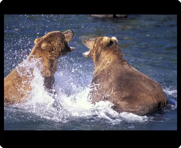 USA, Alaska Fighting male brown Brown bears at Brooks River