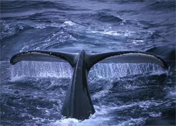 Antarctic Peninsula Humpback whale raising its tail fluke before diving