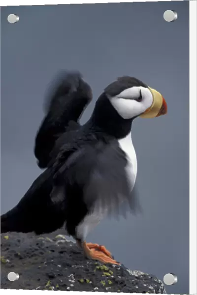 Alaska, St. Paul Island, The Pribilofs, Bering Sea A horned puffin stretches it s