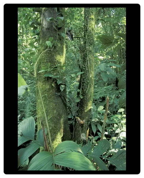 Central America, Costa Rica, Monte Verde Area. Moss-covered tree