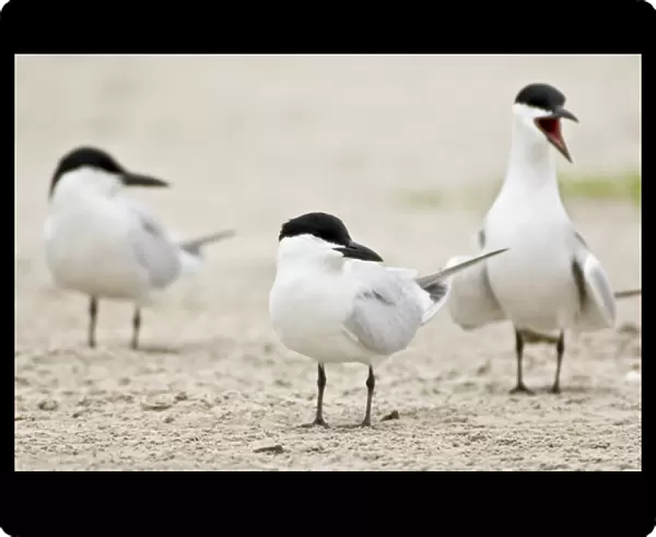 Gull-billed Terns, Sterna nilotica, Welder flats, Texas