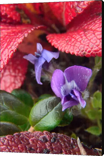 N. A. USA, Alaska. Violets in the Alaska tundra