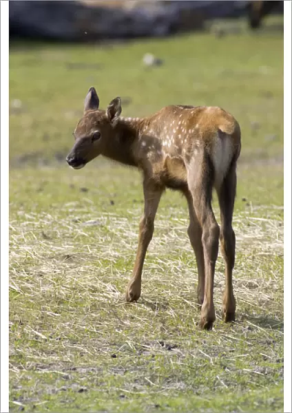Sitka black-tailed deer (Odocoileus hemionus sitkensis)