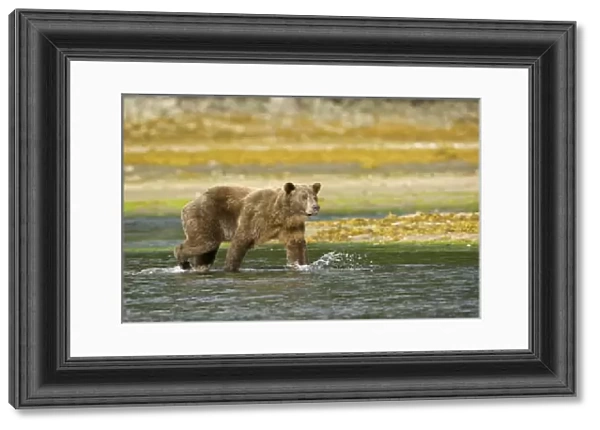 Hallo Bay, Katmai National Park, Alaska, Brown bear, or Coastal Grizzly Bear, Ursus arctos