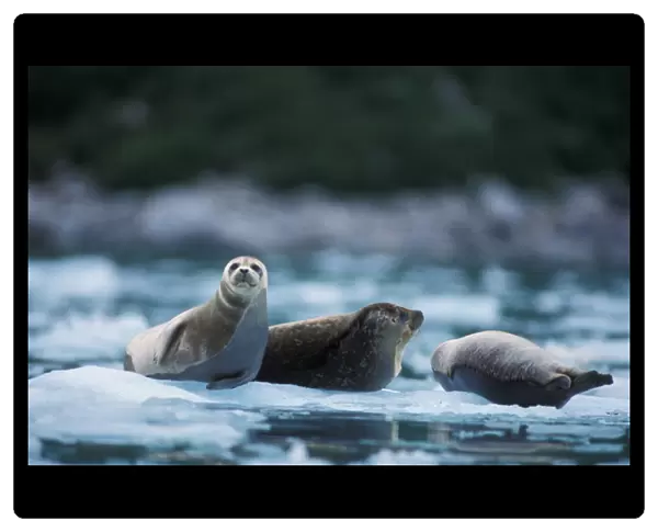 pacific harbor seals, Phoca vitulina richardsi Linnaeus, on ice, Northwestern Fjord