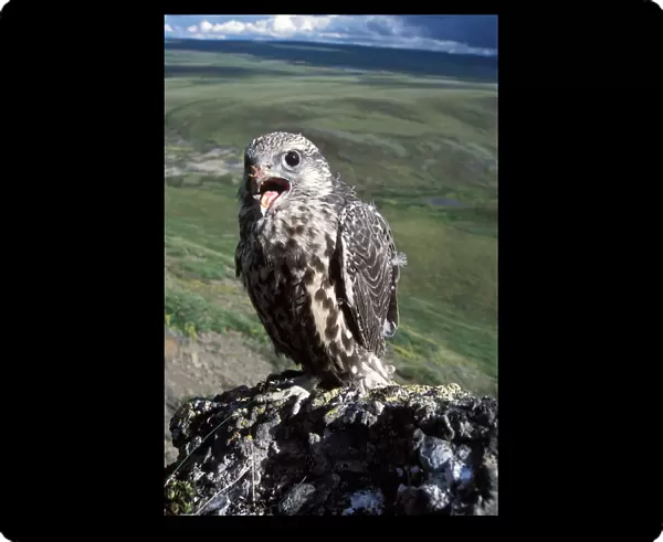 gyrfalcon, Falco rusticolus, juvenile getting ready to fly, North Slope of the Brooks Range