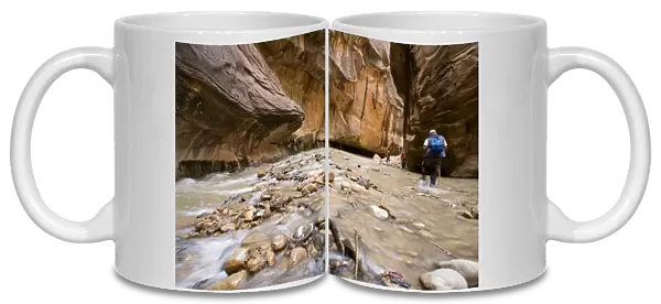Hiking in the North Fork of the Virgin River in the Zion Narrows of Zion National