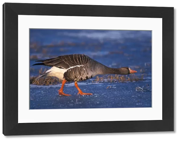 greater white-fronted goose, Anser albifrons, walking along the frozen 1002 Coastal