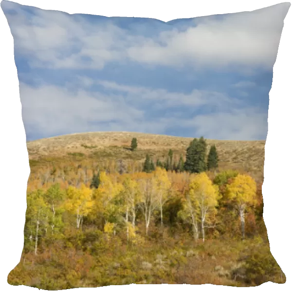 Fall foliage in East Canyon, Uintah-Wasatch Cache National Forest, near Park City