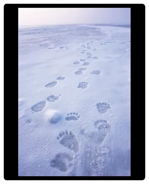 polar bear, Ursus maritimus, fresh tracks on the pack ice of the 1002 coastal plain
